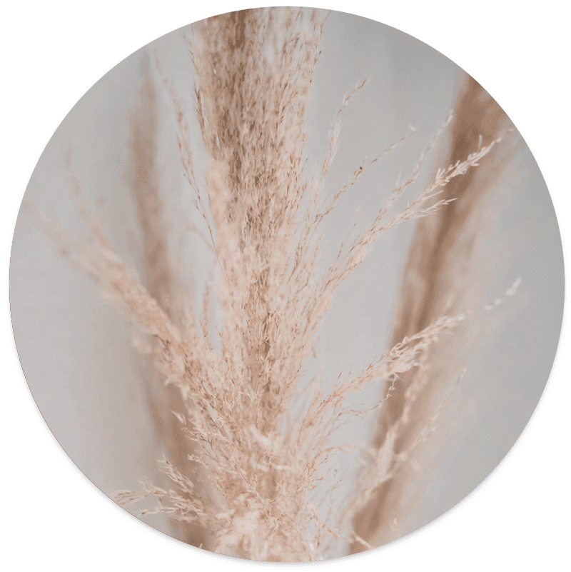 Muurcirkel foto 'Pampasgras Light'