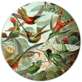 Muurcirkel oude meesters 'Hummingbirds' - Van Ernst Haeckel